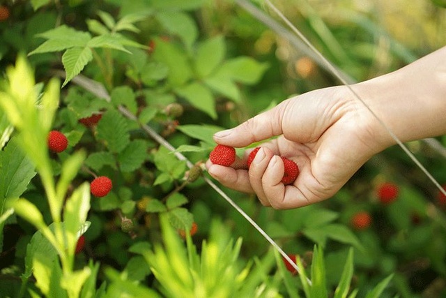 Cặp vợ chồng bỏ việc, bán nhà phố về quê chăm hoa, trồng rau sạch - 7 Cặp vợ chồng bỏ việc, bán nhà phố về quê chăm hoa, trồng rau sạch - 7