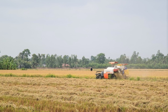 Lúa chín đầy đồng, cò ép giá, nông dân như ngồi trên đống lửa - 2 Lúa chín đầy đồng, cò ép giá, nông dân như ngồi trên đống lửa - 2