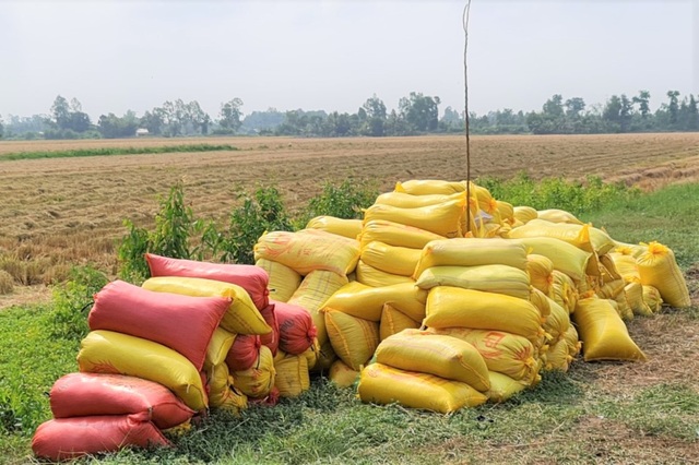 Lúa chín đầy đồng, cò ép giá, nông dân như ngồi trên đống lửa - 1 Lúa chín đầy đồng, cò ép giá, nông dân như ngồi trên đống lửa - 1
