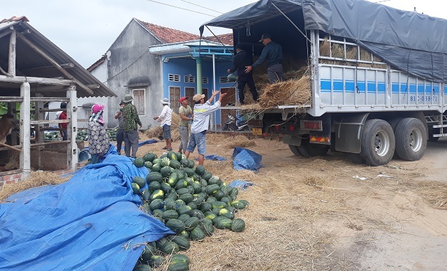 Dưa hấu tăng giá, nông dân Bình Định phấn khởi, không lo chờ... giải cứu - 1 Dưa hấu tăng giá, nông dân Bình Định phấn khởi, không lo chờ... giải cứu - 1