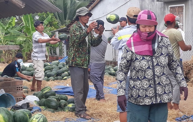 Dưa hấu tăng giá, nông dân Bình Định phấn khởi, không lo chờ... giải cứu - 3 Dưa hấu tăng giá, nông dân Bình Định phấn khởi, không lo chờ... giải cứu - 3
