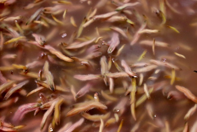 Something that flickers and looks creepy, but on the tray becomes an expensive specialty - 5