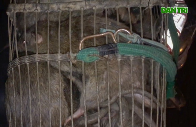 Thợ săn tung chiêu bắt gọn 30kg chuột cống trong một đêm - 5 Thợ săn tung chiêu bắt gọn 30kg chuột cống trong một đêm - 5