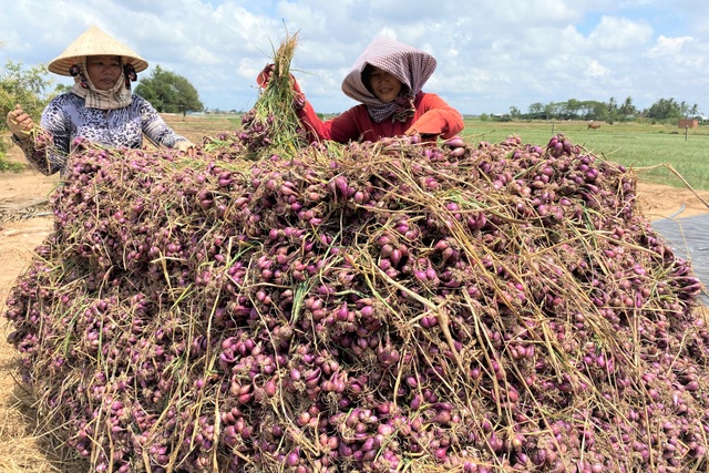 Chủ tịch thị xã vận thơ Tố Hữu để kêu gọi giải cứu hành tím - 1 Chủ tịch thị xã vận thơ Tố Hữu để kêu gọi giải cứu hành tím - 1