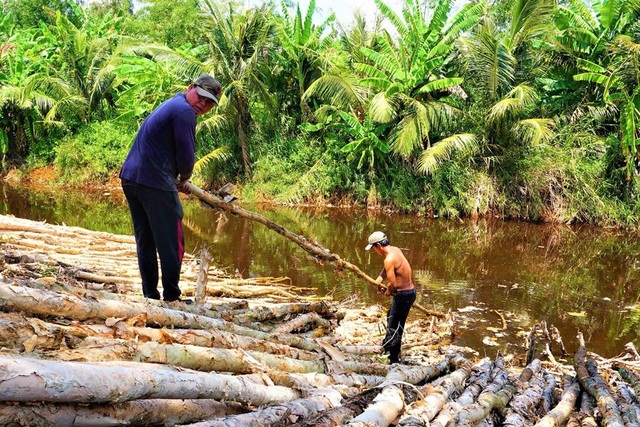Nhọc nhằn nghề vác tràm thuê - 2 Nhọc nhằn nghề vác tràm thuê - 2