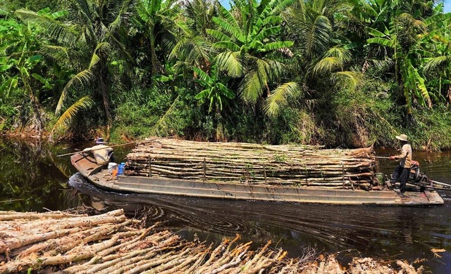 Nhọc nhằn nghề vác tràm thuê - 4 Nhọc nhằn nghề vác tràm thuê - 4