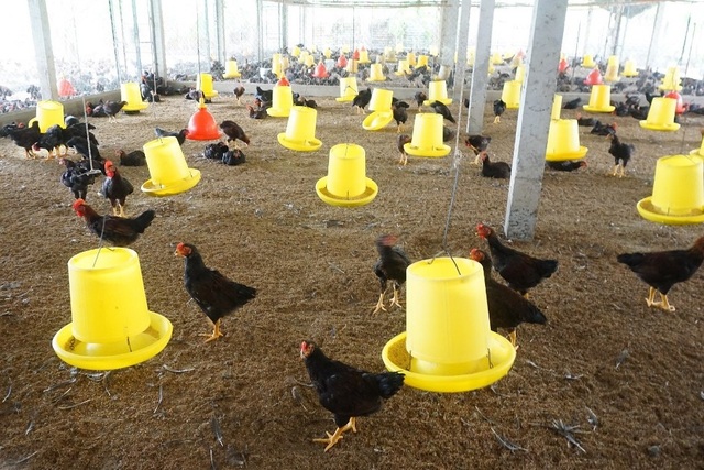 Lão nông Tiền Giang giúp hàng xóm khá lên nhờ giống gà... đặc chủng - 2 Lão nông Tiền Giang giúp hàng xóm khá lên nhờ giống gà... đặc chủng - 2