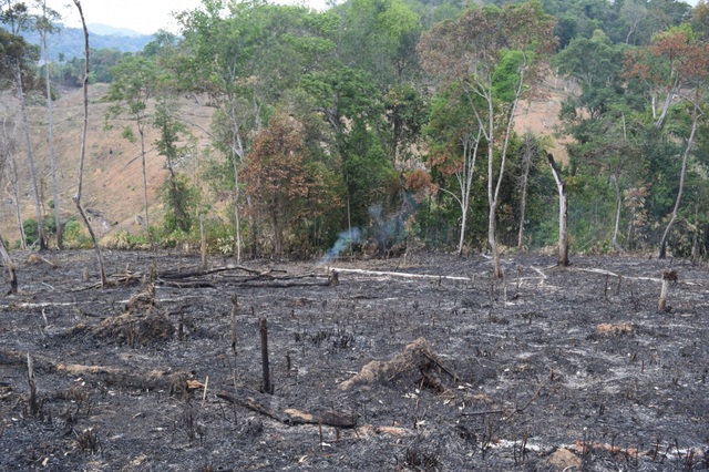 Nhân viên bảo vệ rừng thuê người đi đốt rừng bị khởi tố - 1