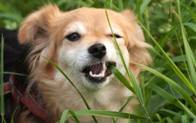 Why do dogs eat grass? - first