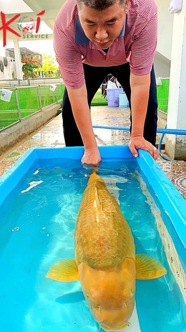 Lan tỏa thú chơi Koi lành mạnh giữa chốn thị thành - 3 Lan tỏa thú chơi Koi lành mạnh giữa chốn thị thành - 3