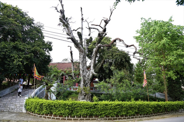 Mục sở thị cây táu cổ thụ hơn 2000 năm tuổi ở Phú Thọ - 1