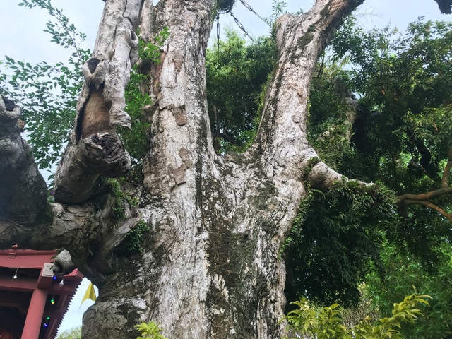 Mục sở thị cây táu cổ thụ hơn 2000 năm tuổi ở Phú Thọ - 4