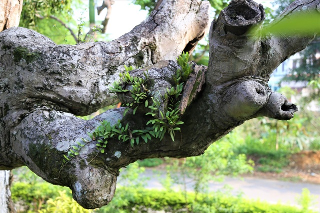 Mục sở thị cây táu cổ thụ hơn 2000 năm tuổi ở Phú Thọ - 5