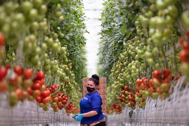 Rô bốt thoăn thoắt hái cà chua ở trang trại rộng bằng 45 sân bóng đá - 3