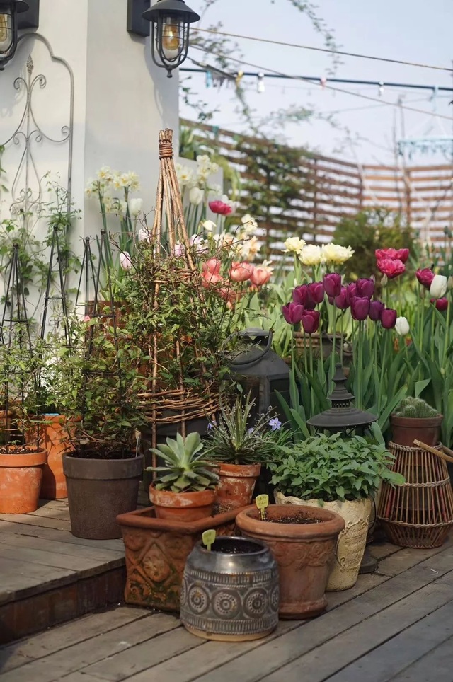 Mẹ cùng con gái biến sân thượng thành thiên đường trăm loài hoa - 7 Mẹ cùng con gái biến sân thượng thành thiên đường trăm loài hoa - 7