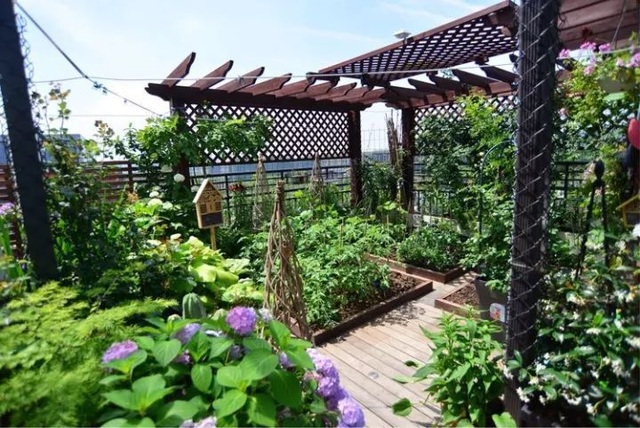 Mẹ cùng con gái biến sân thượng thành thiên đường trăm loài hoa - 9 Mẹ cùng con gái biến sân thượng thành thiên đường trăm loài hoa - 9
