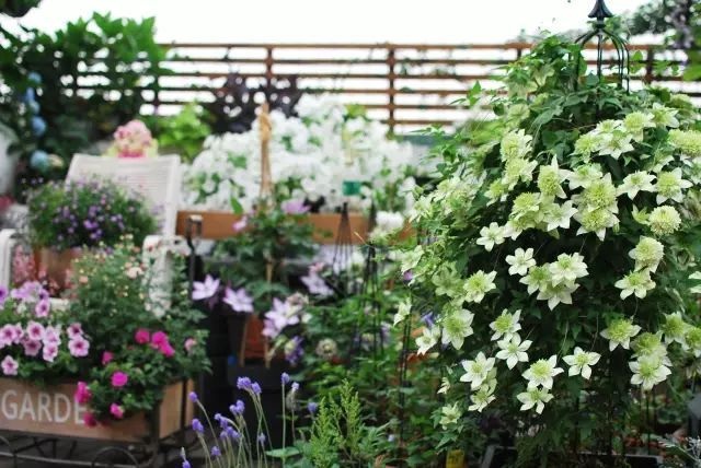 Mẹ cùng con gái biến sân thượng thành thiên đường trăm loài hoa - 11 Mẹ cùng con gái biến sân thượng thành thiên đường trăm loài hoa - 11