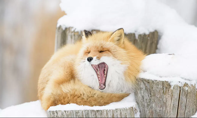 Lạc bước vào làng cáo Hokkaido - 1 Lạc bước vào làng cáo Hokkaido - 1