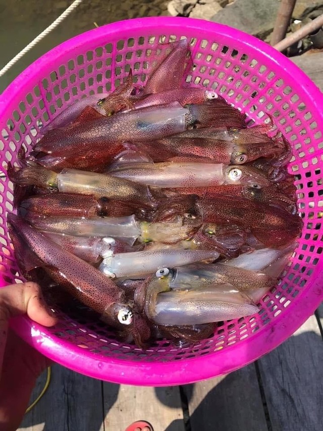 Con nhảy tanh tách, tiền triệu mỗi kg vẫn không có để bán - 8 Con nhảy tanh tách, tiền triệu mỗi kg vẫn không có để bán - 8