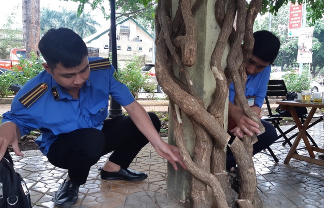 Công an truy tìm thủ phạm tận diệt 7 giàn hoa giấy - 1 Công an truy tìm thủ phạm tận diệt 7 giàn hoa giấy - 1