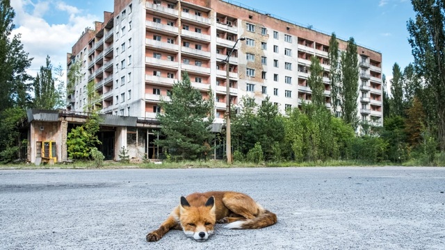 35 năm và sự thật về cuộc sống hồi sinh sau thảm họa hạt nhân ở Chernobyl - 3 35 năm và sự thật về cuộc sống hồi sinh sau thảm họa hạt nhân ở Chernobyl - 3