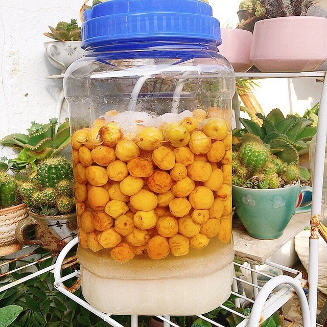 Cách ngâm mơ đường không bị váng, thỏa cơn khát ngày hè - 3 Cách ngâm mơ đường không bị váng, thỏa cơn khát ngày hè - 3