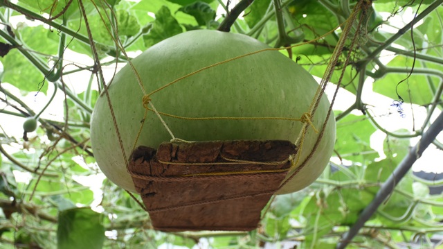 Gourd for giant fruit weighing 15kg / strange fruit in Hai Phong - 1