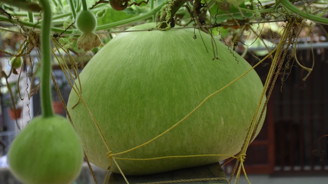 Giàn bầu cho trái khổng lồ nặng 15kg/ quả độc lạ ở Hải Phòng - 2
