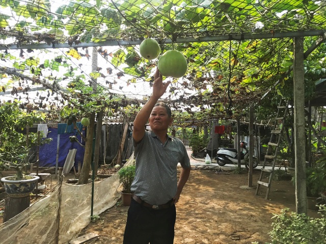 Gourd for giant fruit weighing 15kg / unique fruit in Hai Phong - 3