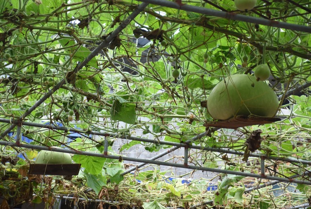 Gourd for giant fruit weighing 15kg / strange fruit in Hai Phong - 5