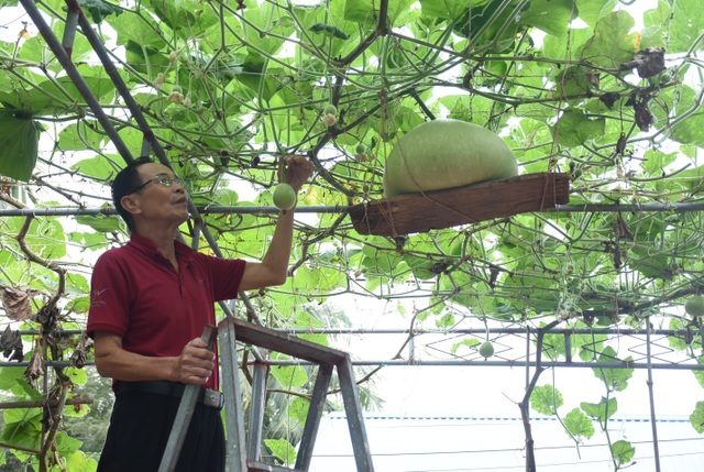 Gourd for giant fruit weighing 15kg / unique fruit in Hai Phong - 8