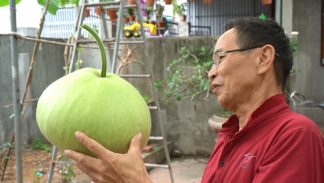 Gourd for giant fruit weighing 15kg / unique fruit in Hai Phong - 9