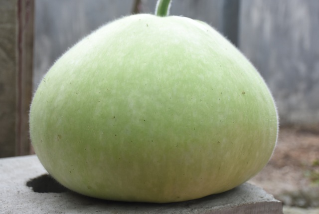 Gourd for giant fruit weighing 15kg / strange fruit in Hai Phong - 10