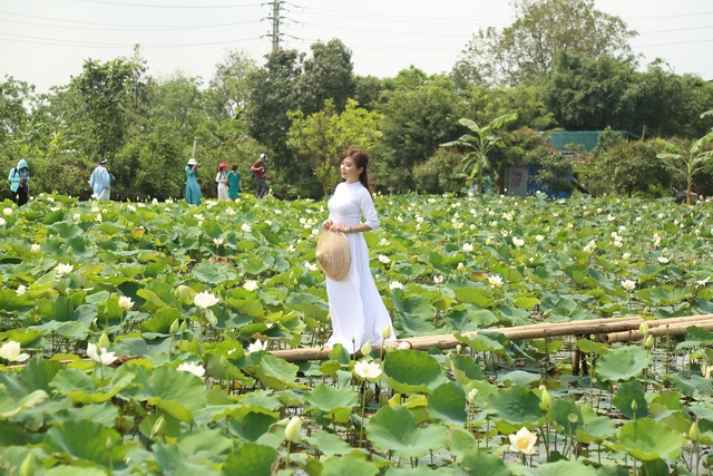 Hà Nội: Kiếm tiền triệu từ nghề trồng hoa sen trắng - 4 Hà Nội: Kiếm tiền triệu từ nghề trồng hoa sen trắng - 4
