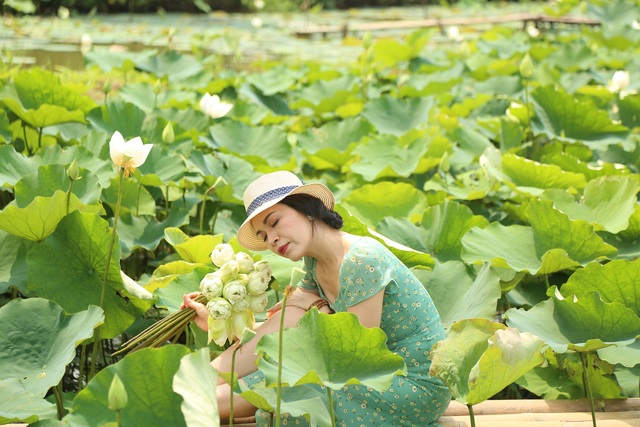 Hà Nội: Kiếm tiền triệu từ nghề trồng hoa sen trắng - 8 Hà Nội: Kiếm tiền triệu từ nghề trồng hoa sen trắng - 8