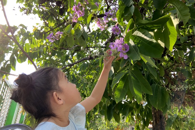 Hoa bằng lăng rực nở, nhuộm tím đường phố Sài Gòn - 9 Hoa bằng lăng rực nở, nhuộm tím đường phố Sài Gòn - 9