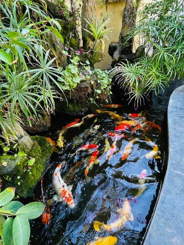 Khu vườn 300m2, bốn mùa ngập sắc hoa ở Vũng Tàu - 2 Khu vườn 300m2, bốn mùa ngập sắc hoa ở Vũng Tàu - 2