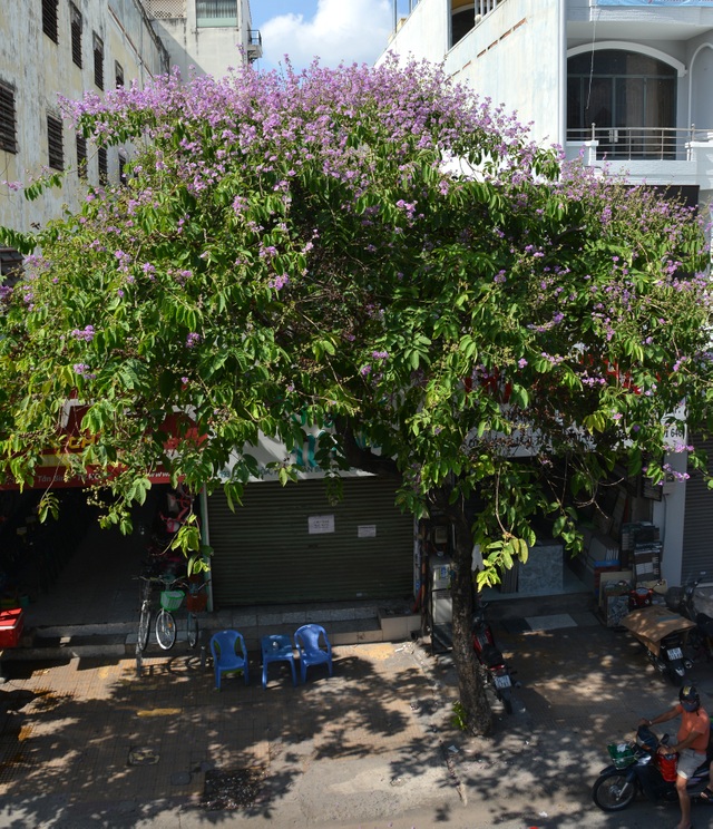 Hoa bằng lăng rực nở, nhuộm tím đường phố Sài Gòn - 6 Hoa bằng lăng rực nở, nhuộm tím đường phố Sài Gòn - 6