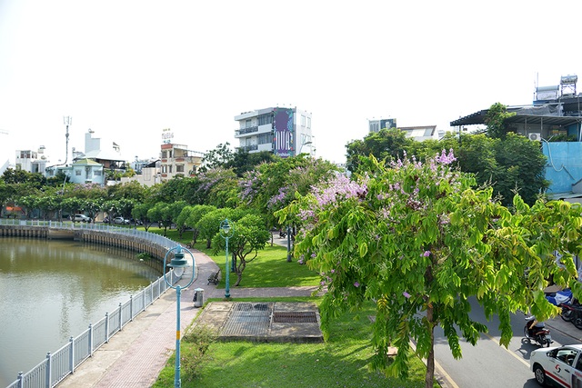 Hoa bằng lăng rực nở, nhuộm tím đường phố Sài Gòn - 7 Hoa bằng lăng rực nở, nhuộm tím đường phố Sài Gòn - 7