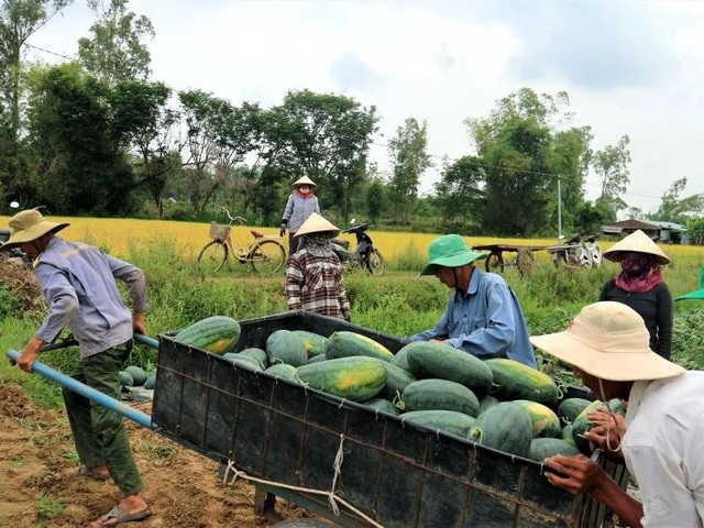 Nông dân thấp thỏm vì dưa hấu sáng một giá, chiều một giá - 3 Nông dân thấp thỏm vì dưa hấu sáng một giá, chiều một giá - 3