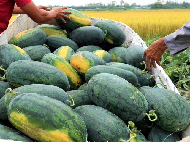 Nông dân thấp thỏm vì dưa hấu sáng một giá, chiều một giá - 4 Nông dân thấp thỏm vì dưa hấu sáng một giá, chiều một giá - 4