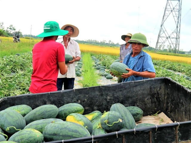 Nông dân thấp thỏm vì dưa hấu sáng một giá, chiều một giá - 8 Nông dân thấp thỏm vì dưa hấu sáng một giá, chiều một giá - 8