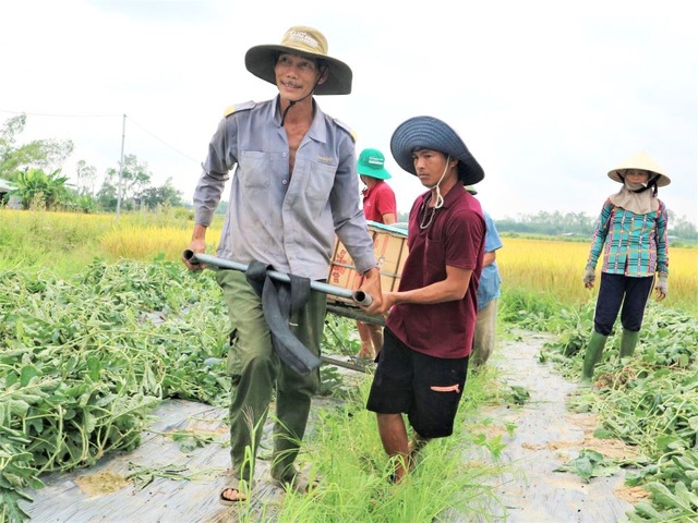 Nông dân thấp thỏm vì dưa hấu sáng một giá, chiều một giá - 9 Nông dân thấp thỏm vì dưa hấu sáng một giá, chiều một giá - 9