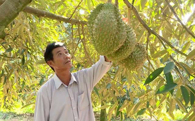 Làm chủ kỹ thuật trồng sầu riêng chín sớm, nhiều chủ vườn ăn trước phần thiên hạ - 1 Làm chủ kỹ thuật trồng sầu riêng chín sớm, nhiều chủ vườn ăn trước phần thiên hạ - 1
