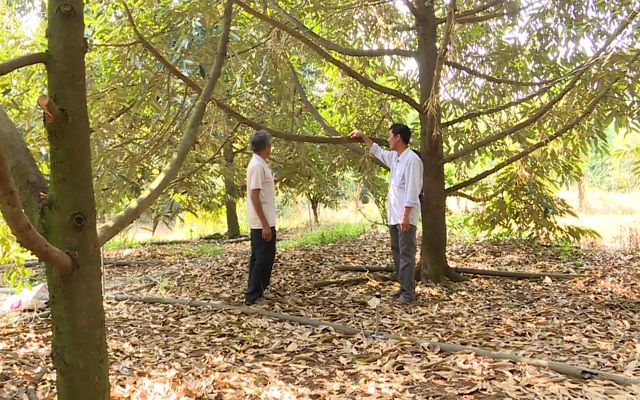 Làm chủ kỹ thuật trồng sầu riêng chín sớm, nhiều chủ vườn ăn trước phần thiên hạ - 2 Làm chủ kỹ thuật trồng sầu riêng chín sớm, nhiều chủ vườn ăn trước phần thiên hạ - 2