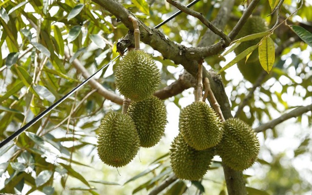 Làm chủ kỹ thuật trồng sầu riêng chín sớm, nhiều chủ vườn ăn trước phần thiên hạ - 3 Làm chủ kỹ thuật trồng sầu riêng chín sớm, nhiều chủ vườn ăn trước phần thiên hạ - 3