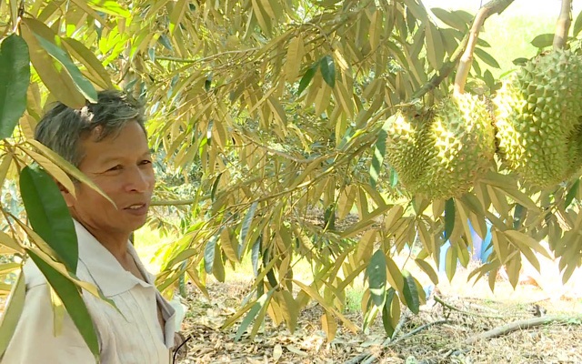 Làm chủ kỹ thuật trồng sầu riêng chín sớm, nhiều chủ vườn ăn trước phần thiên hạ - 4 Làm chủ kỹ thuật trồng sầu riêng chín sớm, nhiều chủ vườn ăn trước phần thiên hạ - 4