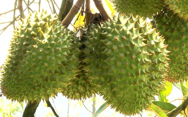 Làm chủ kỹ thuật trồng sầu riêng chín sớm, nhiều chủ vườn ăn trước phần thiên hạ - 5 Làm chủ kỹ thuật trồng sầu riêng chín sớm, nhiều chủ vườn ăn trước phần thiên hạ - 5