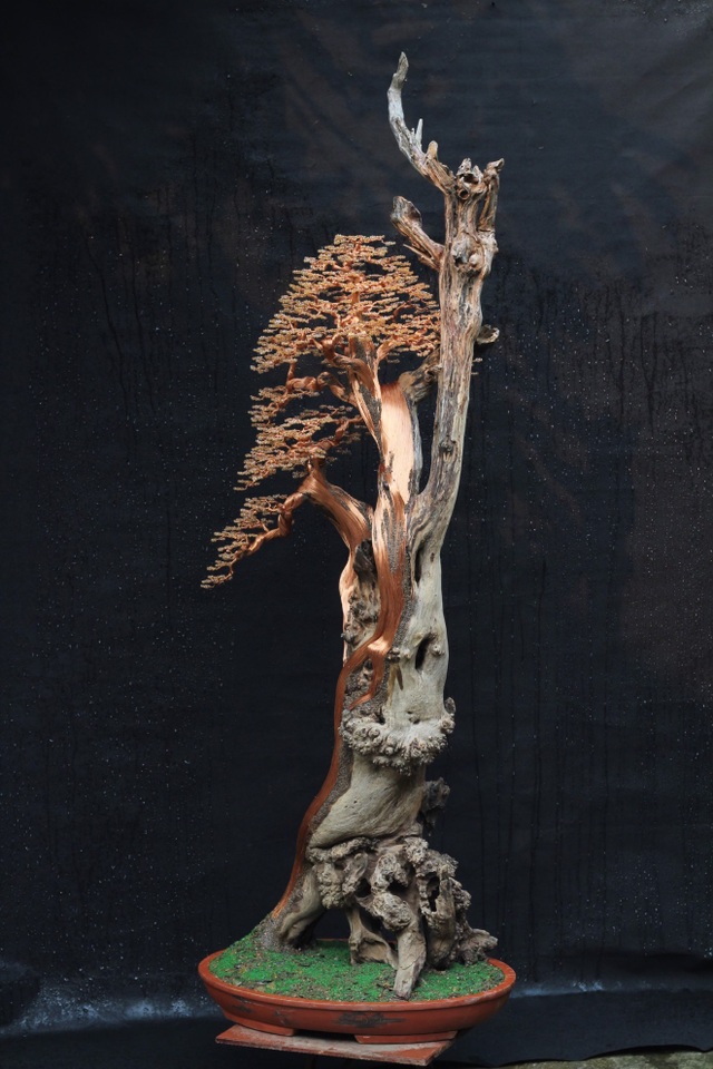 Mê mẩn những cây bonsai làm từ…dây đồng của 9X mắc bệnh máu khó đông - 6