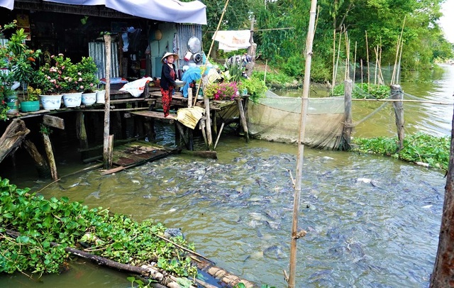 Đàn cá hàng ngàn con đến nhà dân xin thức ăn, chủ nhà gọi cá là con - 1 Đàn cá hàng ngàn con đến nhà dân xin thức ăn, chủ nhà gọi cá là con - 1